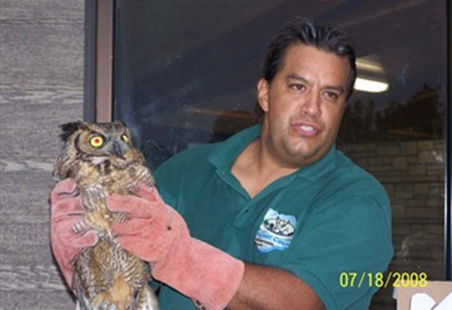 Great Horned Owl Release