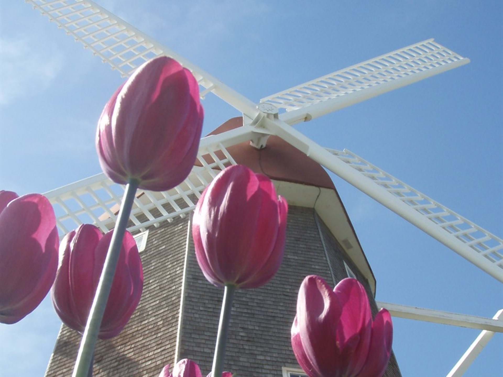Orange City Windmill Visitor's Center