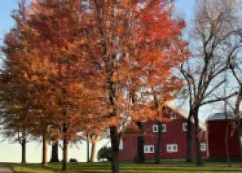 A bright red tree with a red barn in the background. 