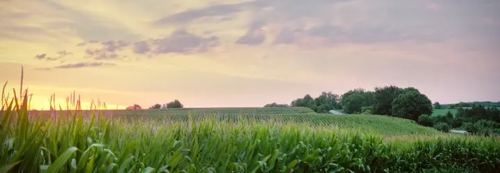 An orange sunset glows behind a rolling green corn field.