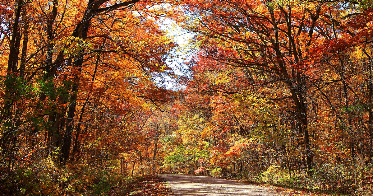 Vibrant red- and yellow-leaved trees towers over an asphalt road during fall in Iowa.