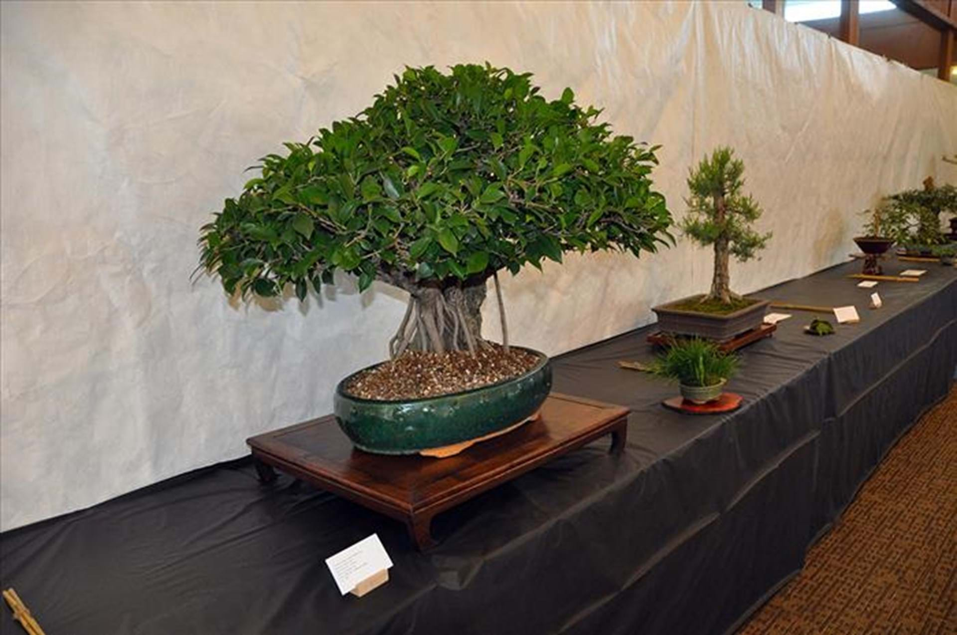 Bonsai Show Ames, Iowa Travel Iowa