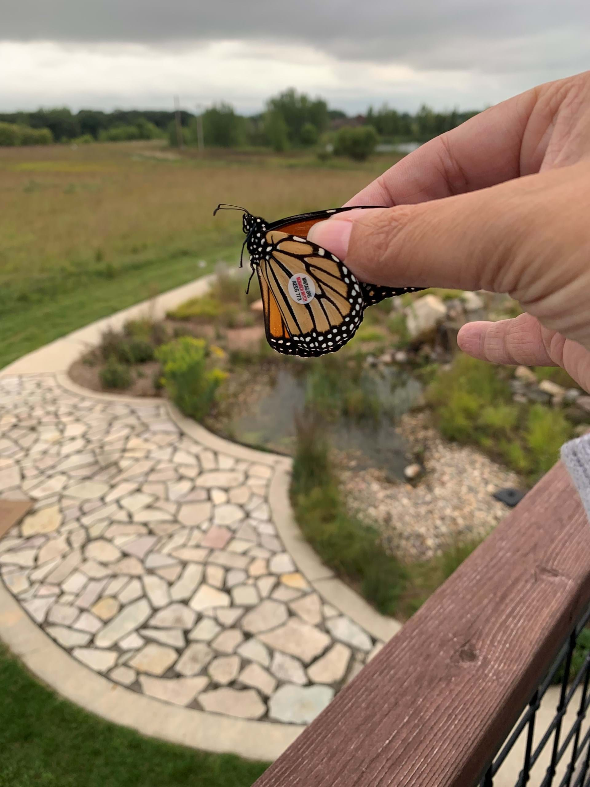 Monarch butterfly tagged & released at Dee's Bee & Butterfly Festival