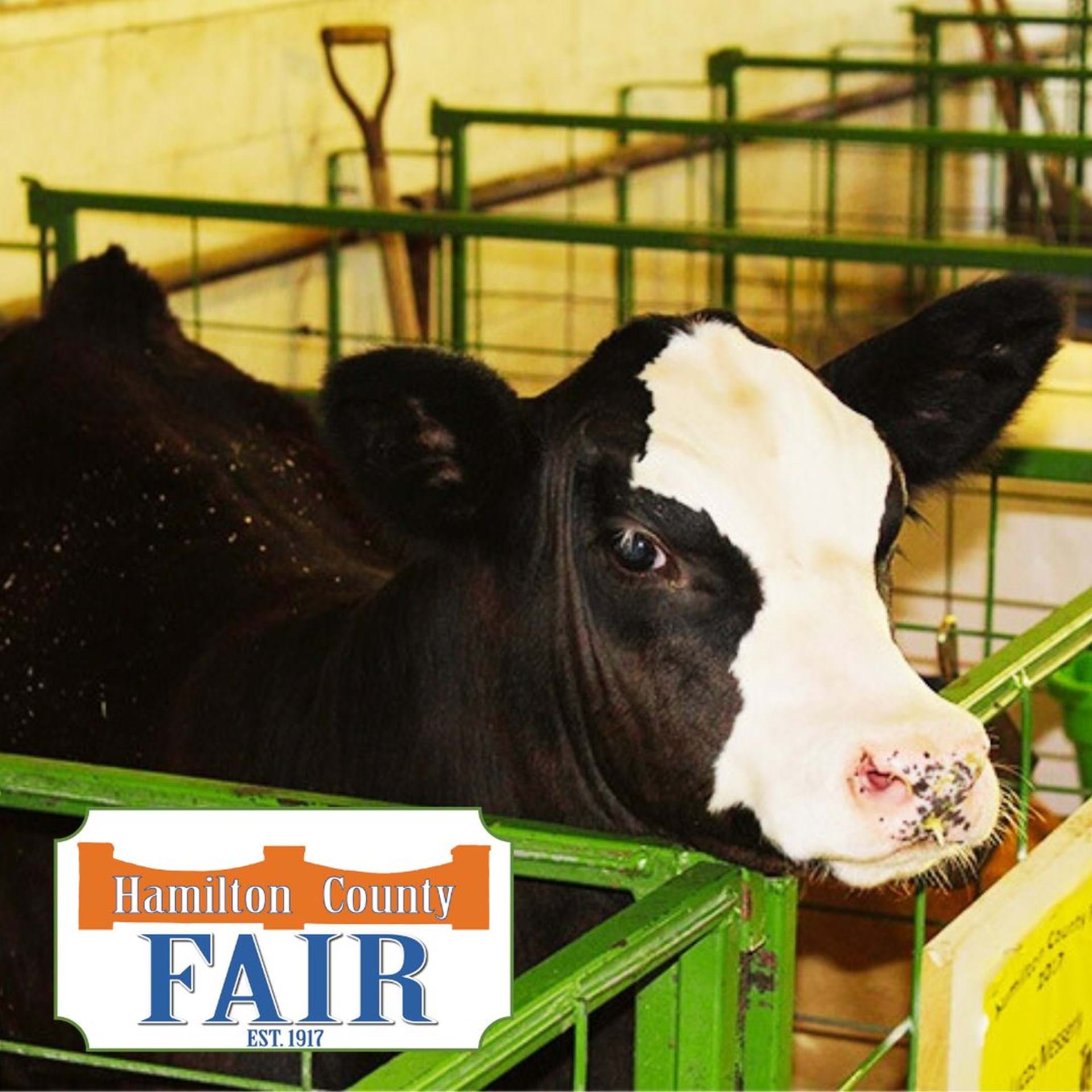 Local youth and 4-H groups will show cattle and other livestock during the fair dates.