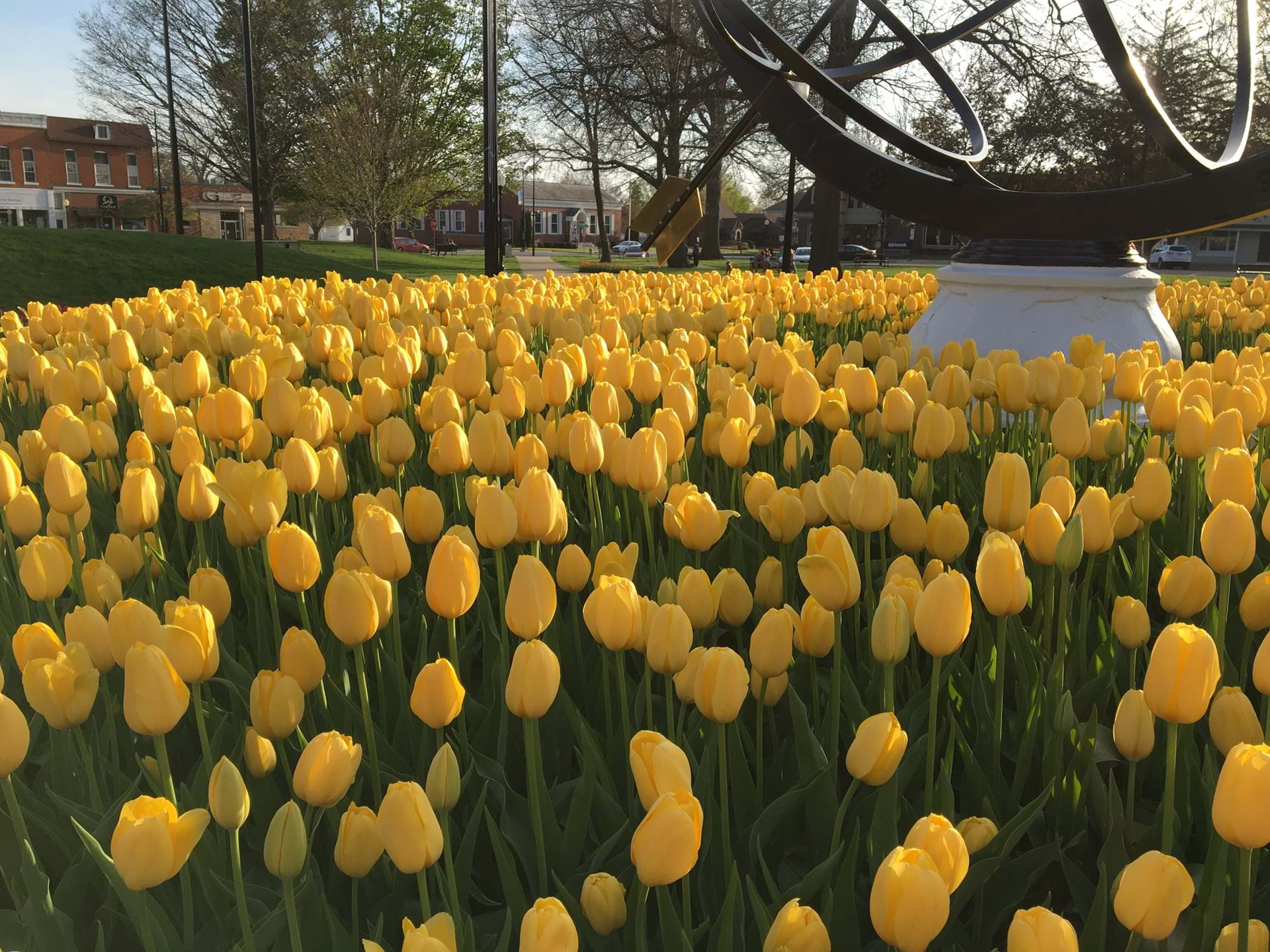 The highlight of the festival - hundreds of thousands of tulips!