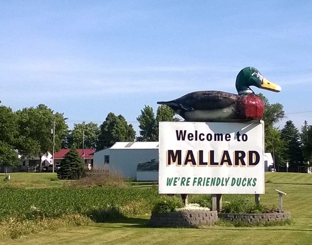 Iowa's Largest Mallard Duck: Mallard, Iowa