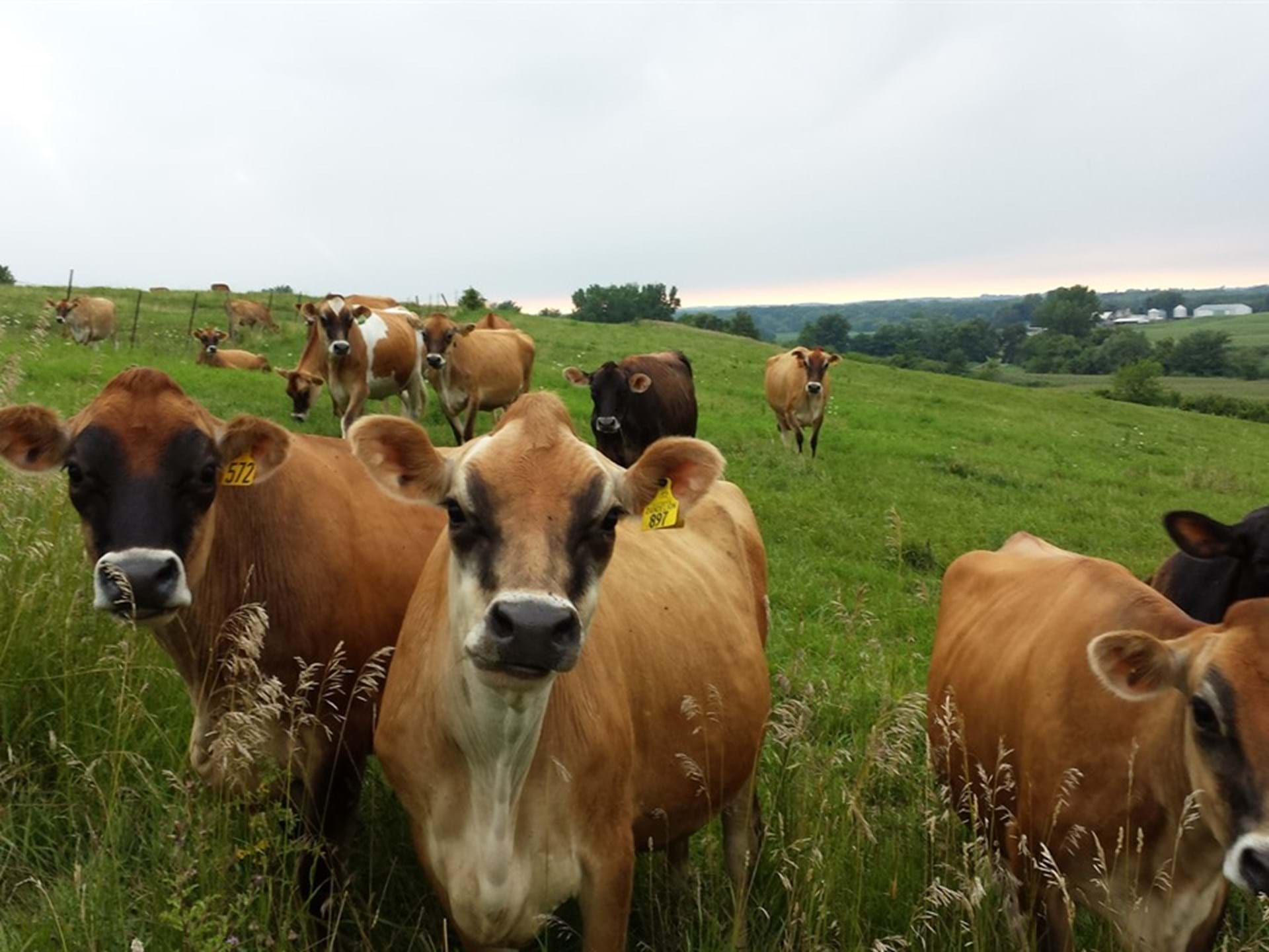 Cinnamon Ridge Dairy Farm | Donahue, Iowa | Travel Iowa