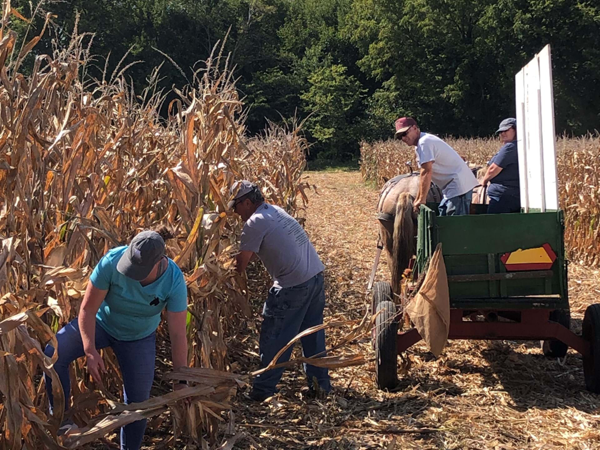 State of Iowa Hand Corn Husking contest