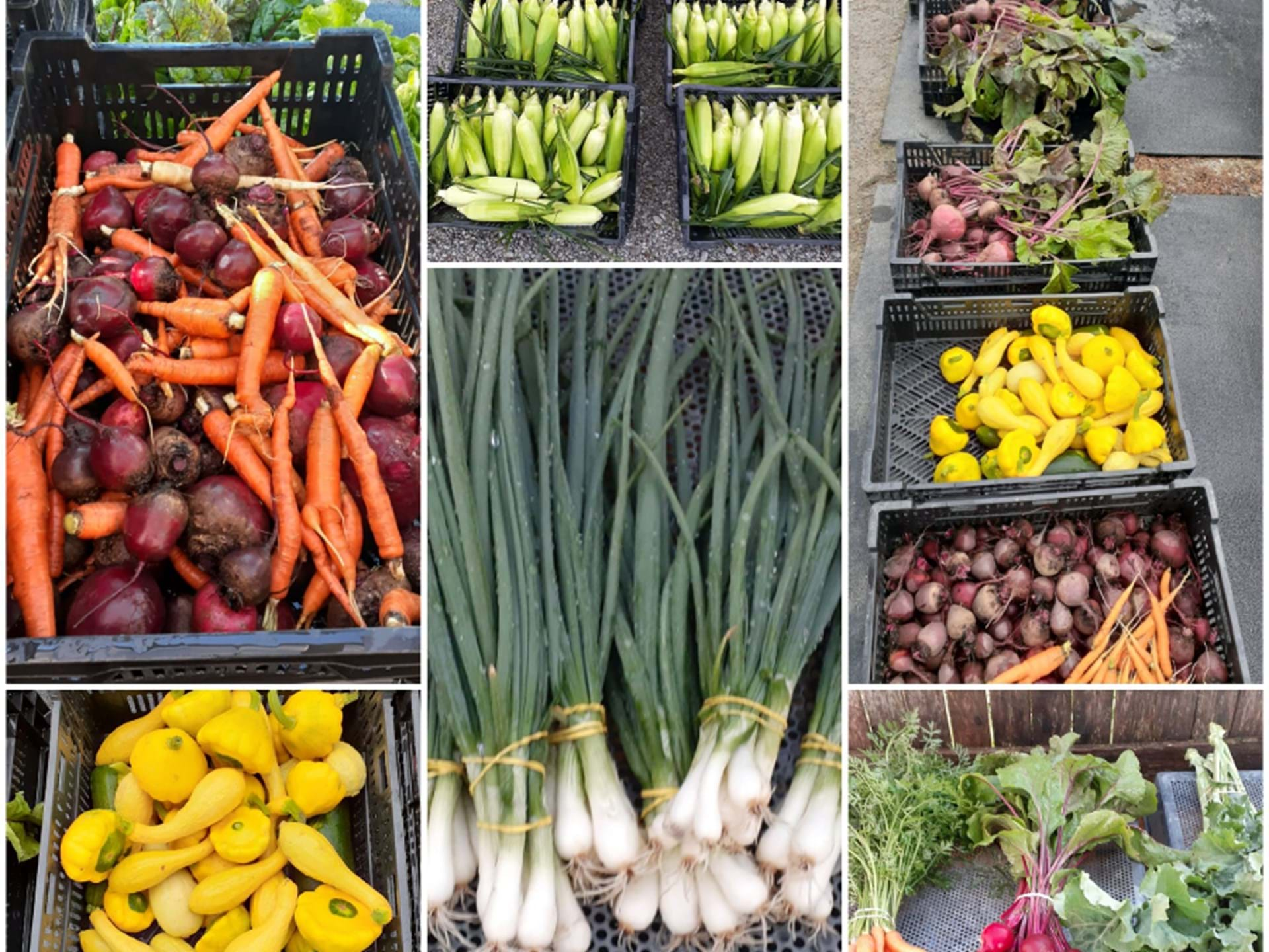 Fairfield Farmers market