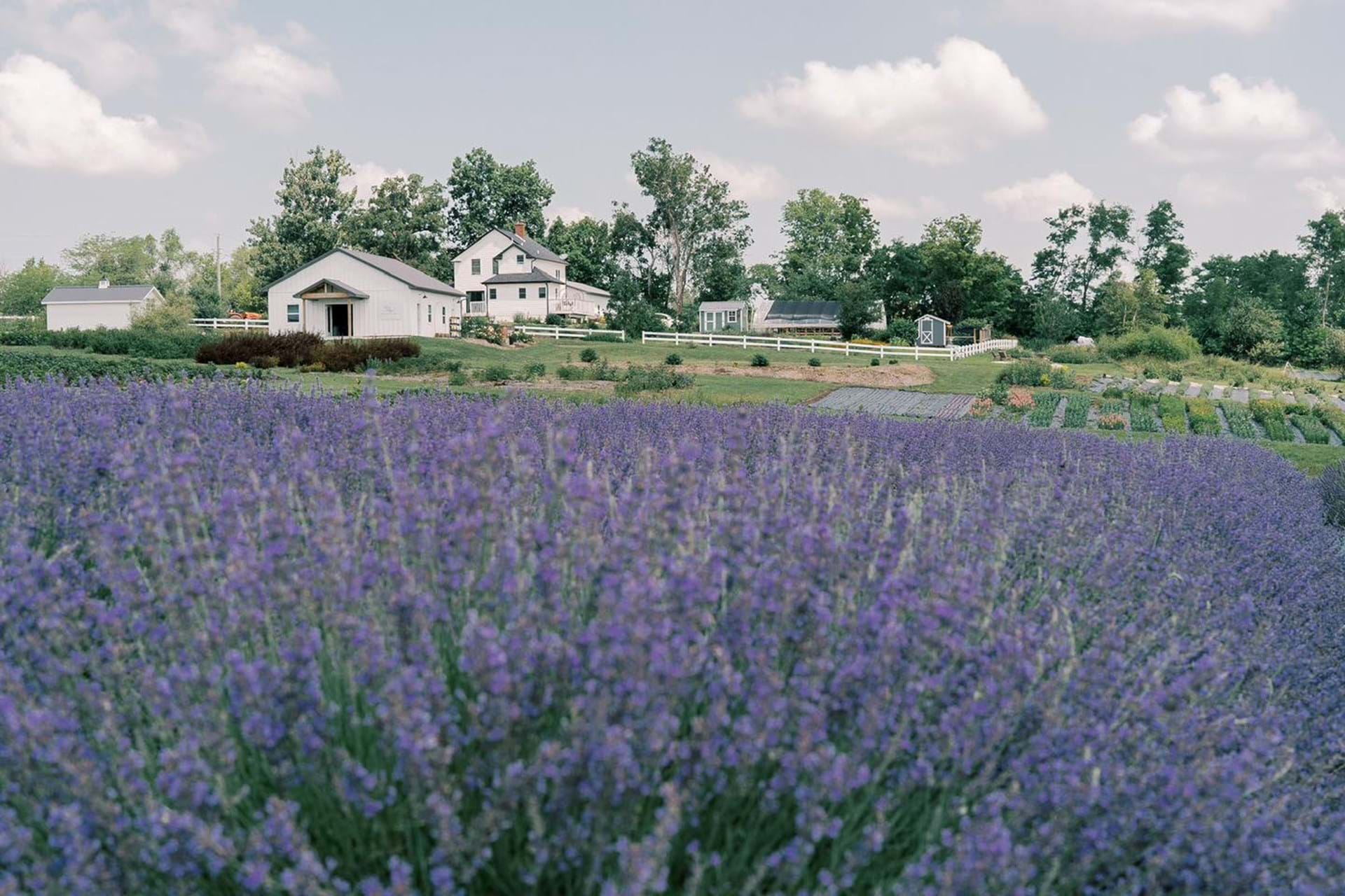 Lavender field at Pepperharrow Farm in Winterset, Iowa