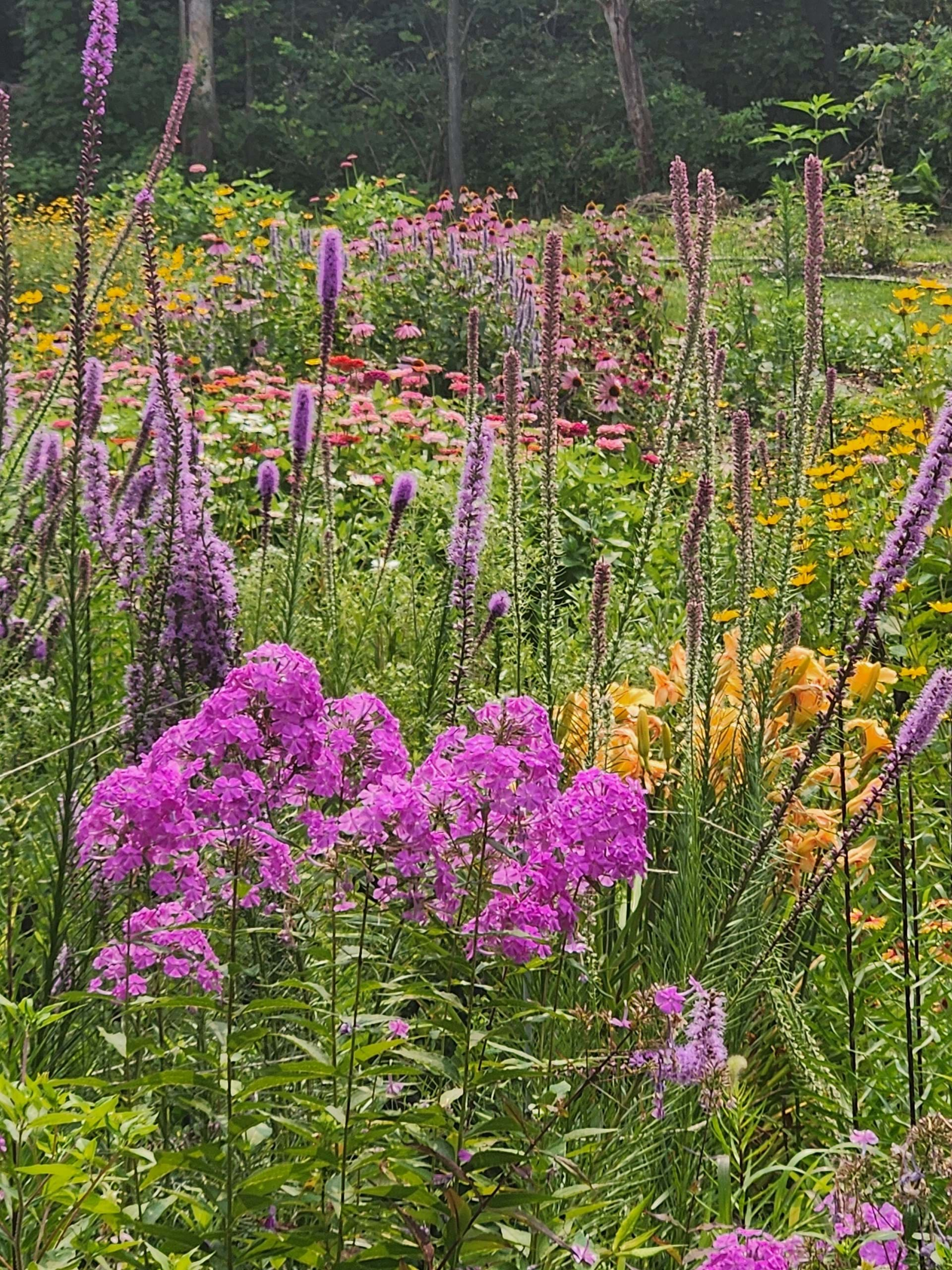 Flowers Galore at the Butterfly Garden