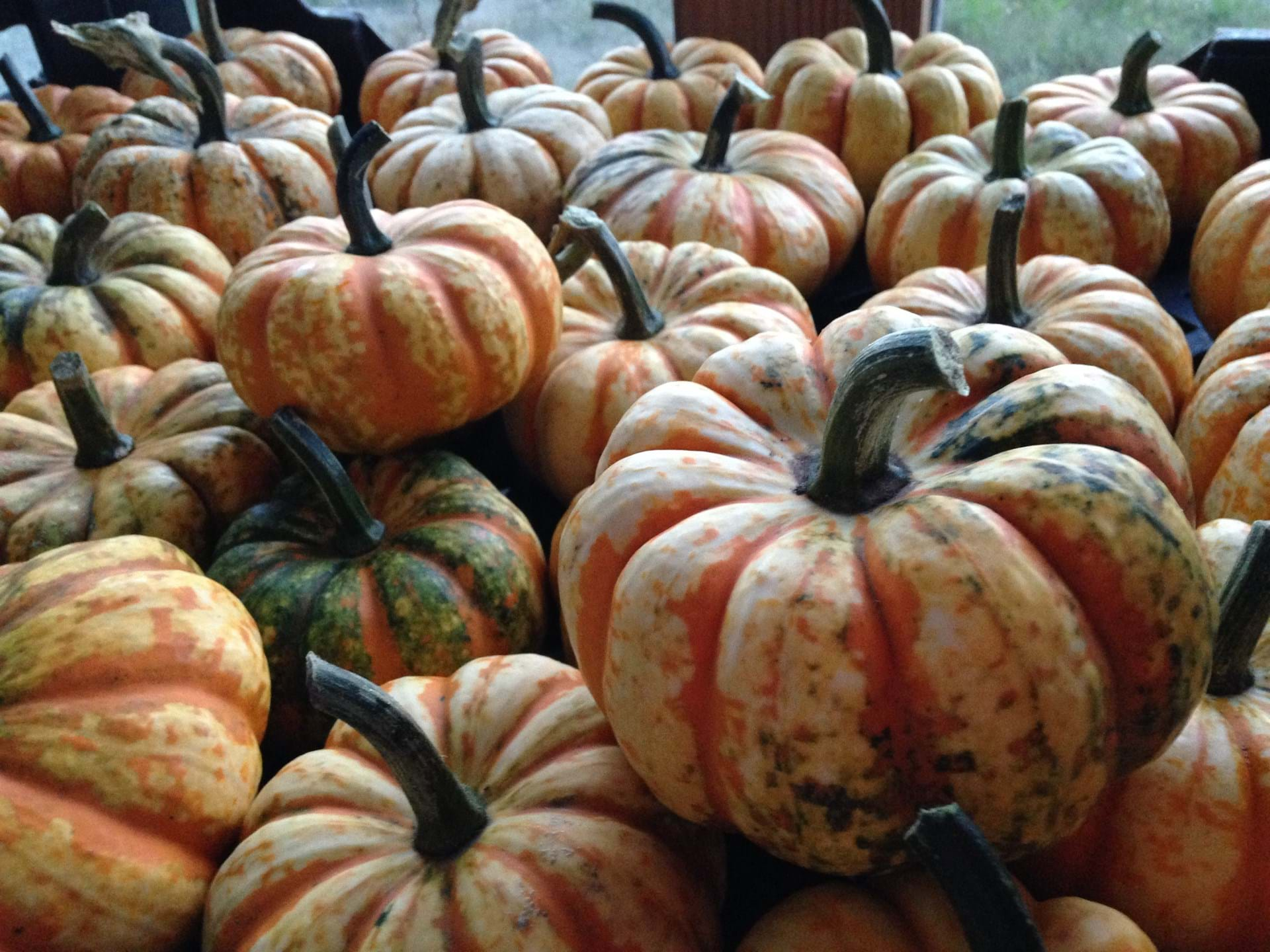 Lots of small decorating size pumpkins