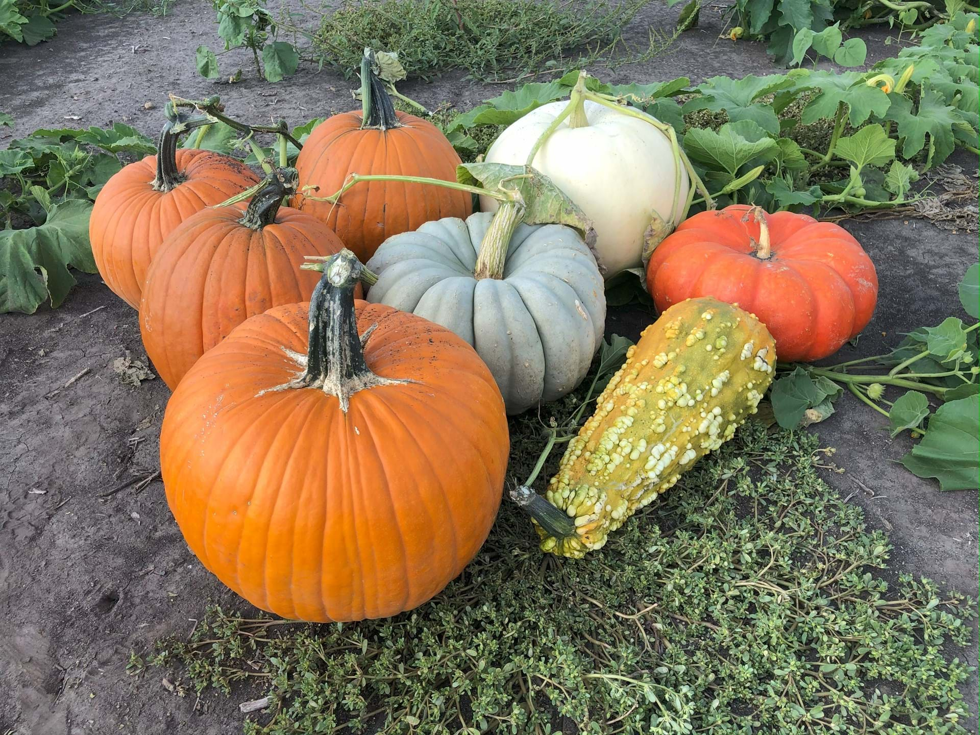 More than 60 varieties of pumpkins, gourds and squash.