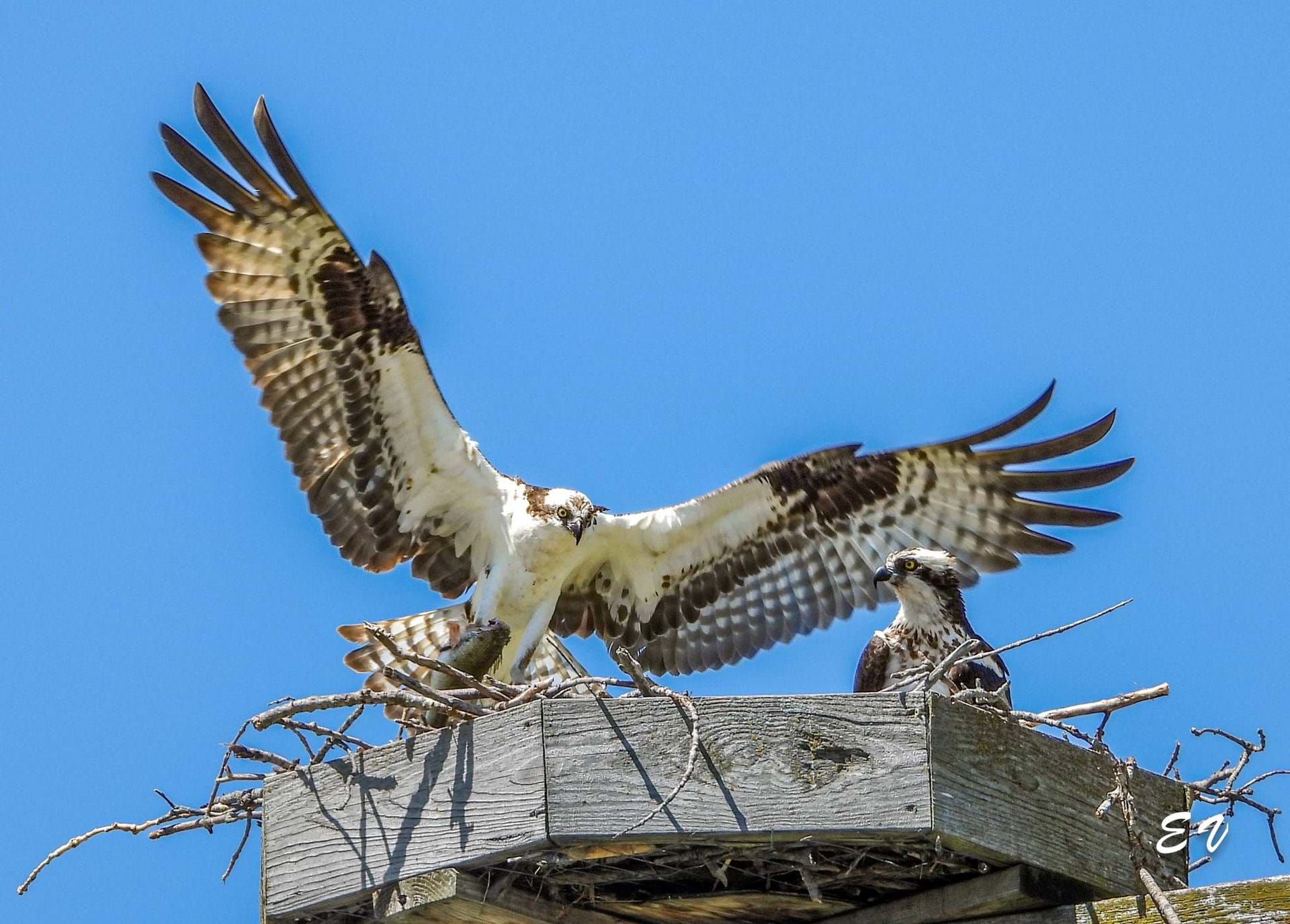 Quarry Springs Park is home to many nesting osprey.