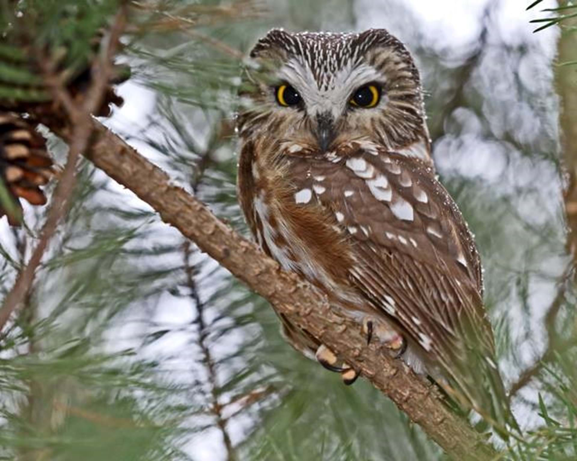 Moorehead Park Famous Saw-whet Owl