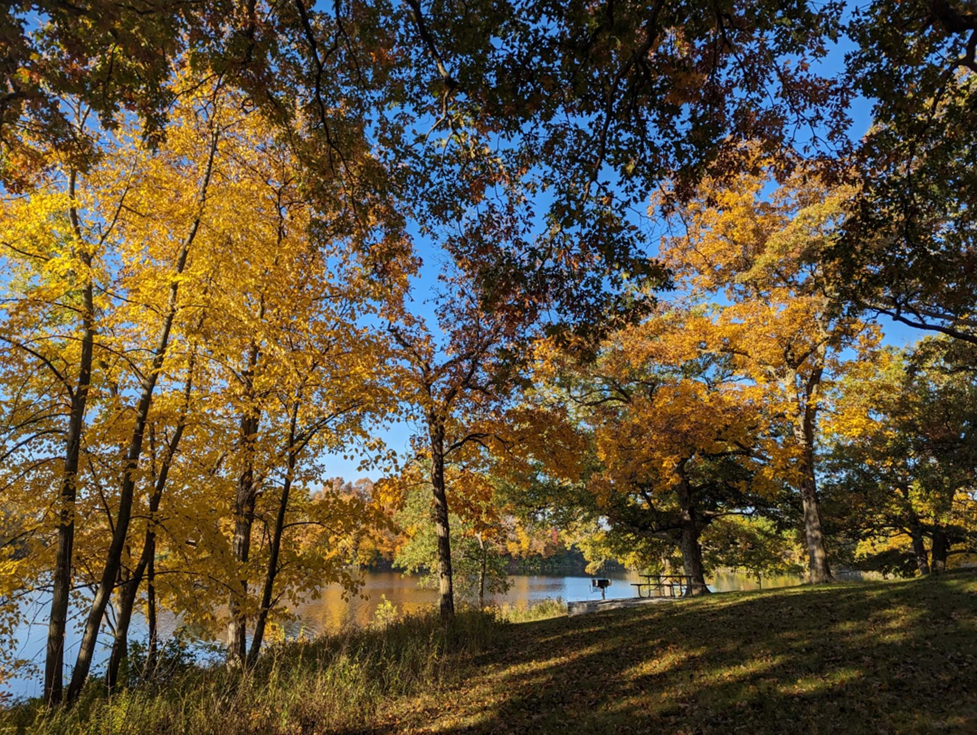 Foliage