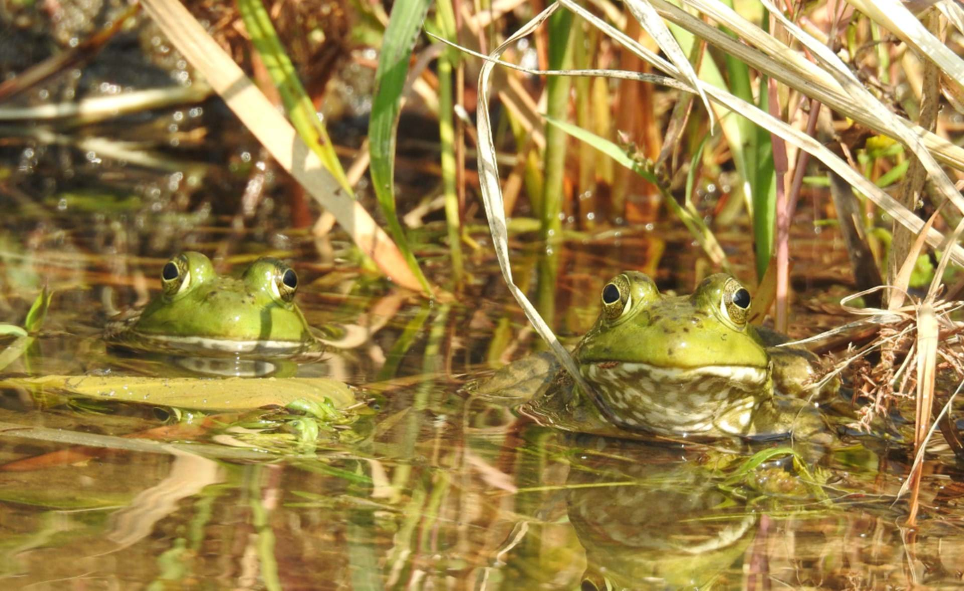 Frogs