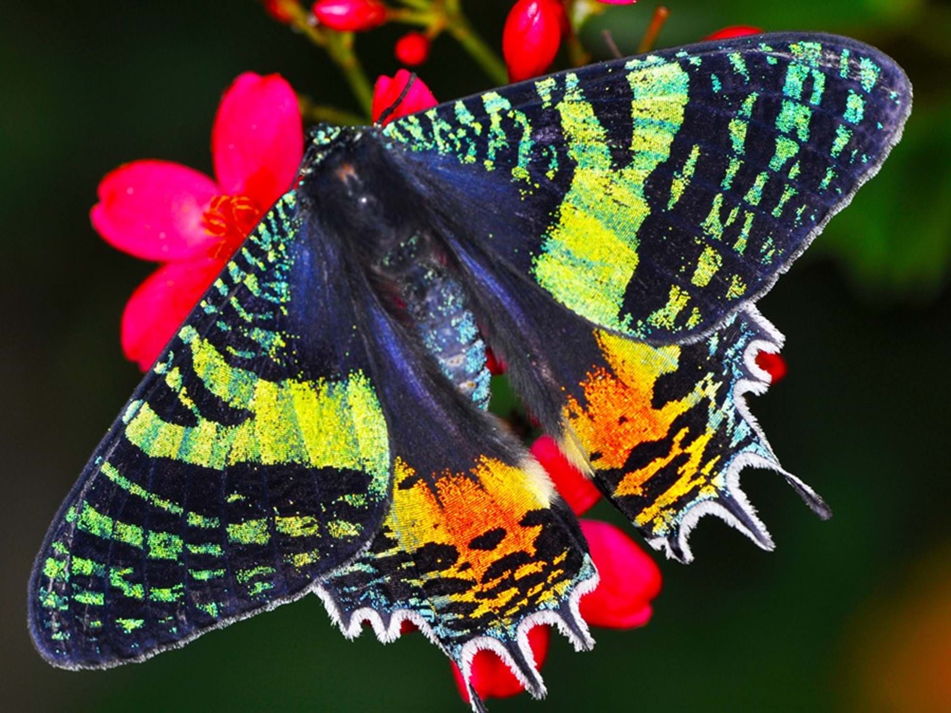 Tanzanian Sunset Moth