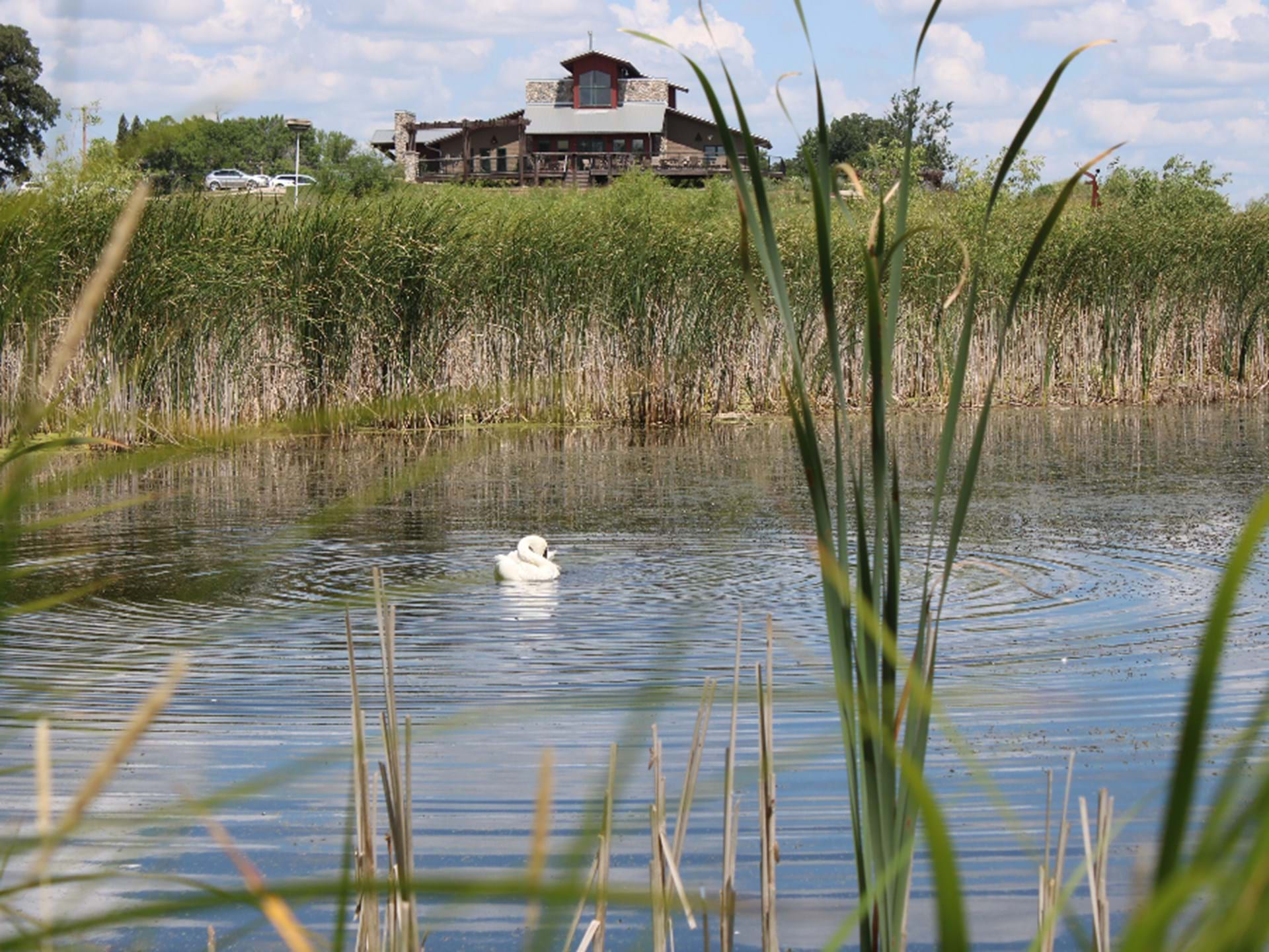 Two rehabilitated trumpeter swans live year-round on the Kenue Park wetland