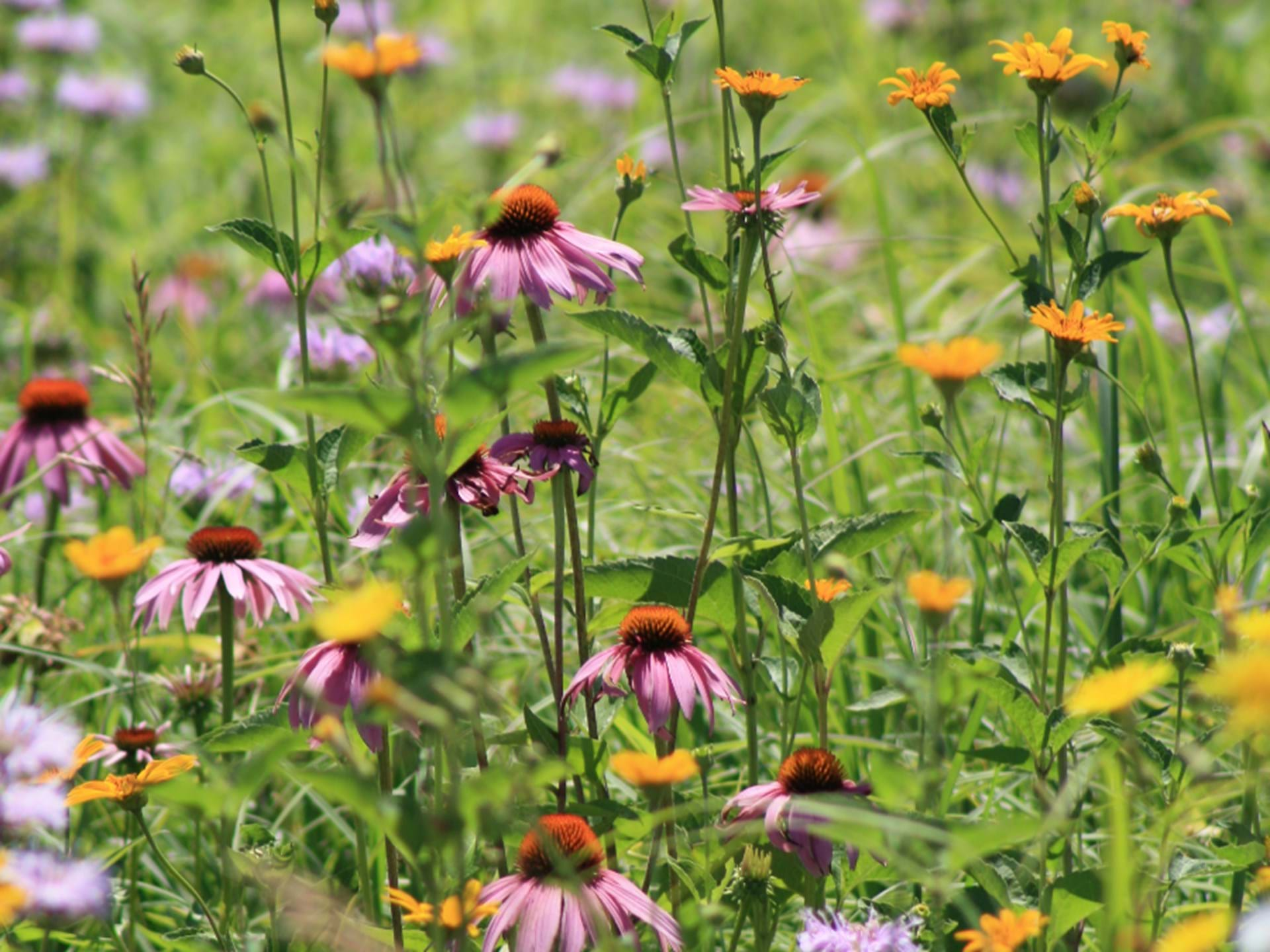 The restored prairie has beautiful summer and fall blooms