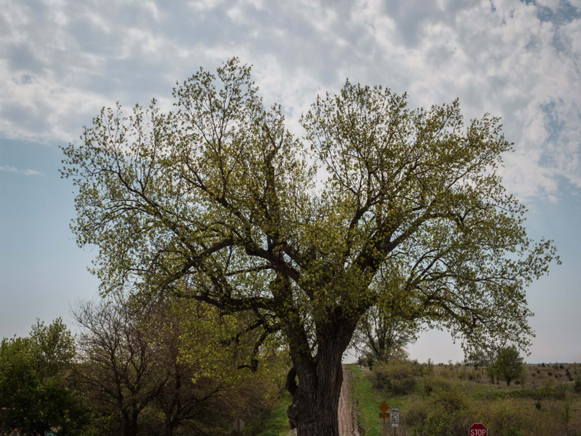 tree-in-the-middle-of-the-road-brayton-iowa-travel-iowa